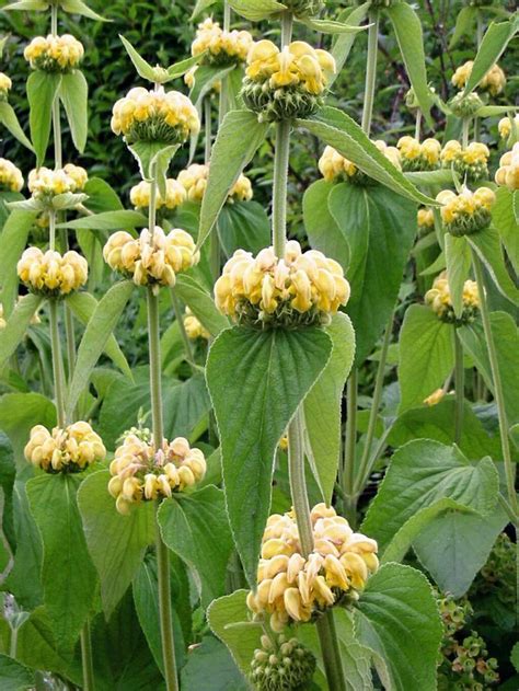 PHLOMIS RUSSELIANA, 60 SEEDS, YELLOW FLOWERS, JERUSALEM SAGE, UNIQUE ...