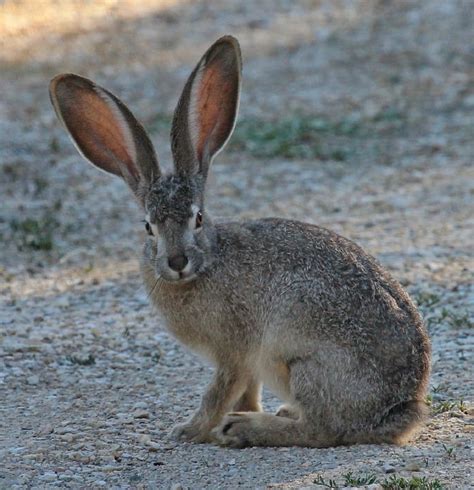 Nature Black Tailed Jackrabbit Cute Bunny Wildlife-20 Inch By 30 Inch Laminated Poster With ...