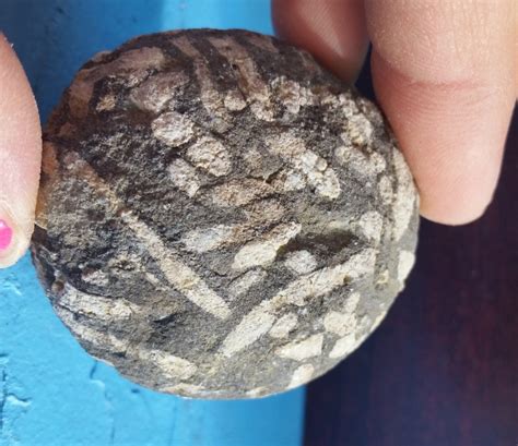 Syringopora? Bug Type Fossil? And Some Other Type Of Coral? - Fossil ID ...