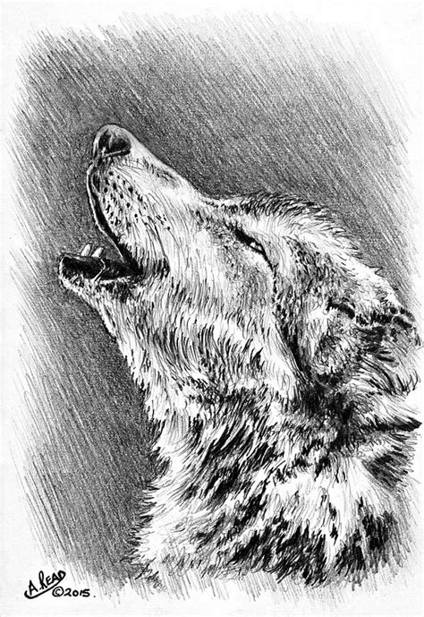 Howling Wolf Drawing by Andrew Read - Fine Art America