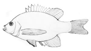 How to Draw a Fish: Fins and all – The Fisheries Blog