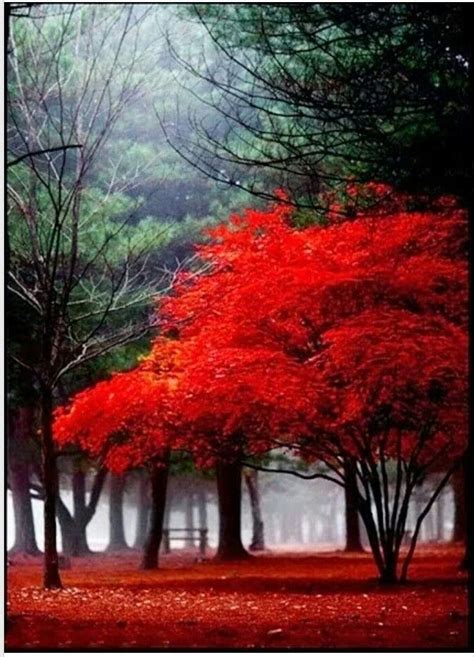 Stunning red | Beautiful landscape photography, Beautiful tree, Beautiful nature