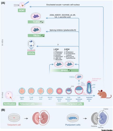 Pursuing totipotency: authentic totipotent stem cells in culture: Trends in Genetics