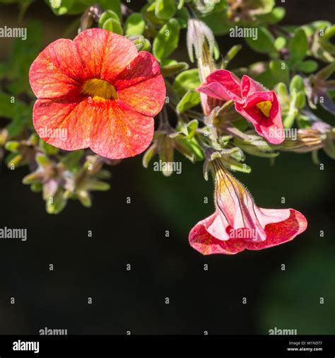 A macro shot of three stages of a petunia bloom Stock Photo - Alamy