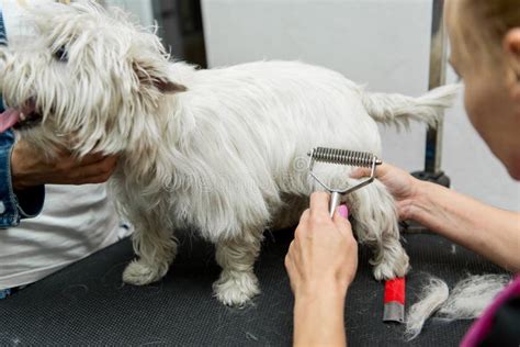 Dog West Highland White Terrier Grooming Stock Image - Image of ...