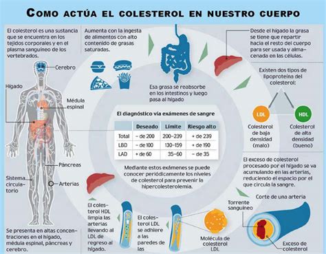 Información sobre el Colesterol – Fisioterapia Xirivella