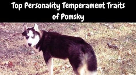 Top Personality Temperament Traits of Pomsky : Pomskies