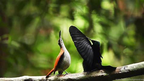 Birds Of Paradise HD Wallpapers ~ Dream Wallpapers Desktop Background