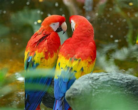 Most Colorful Parrot Species