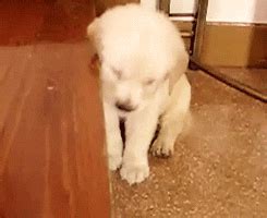 Sleepy Too Cute GIF - Find & Share on GIPHY