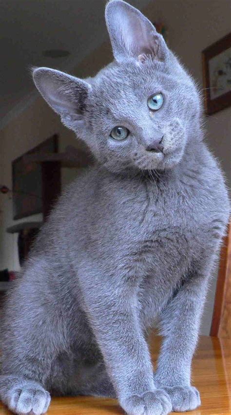 9 best Russian Blue Cats♡ images on Pinterest | Kitty cats, Gray cats and Grey cats