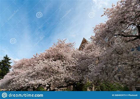 Sakura Tree Bloom at House on Blue Sky Background Stock Image - Image ...