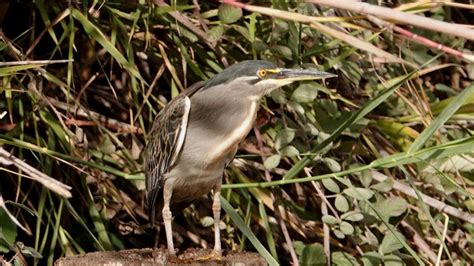 Striated Heron | MarkEisingBirding