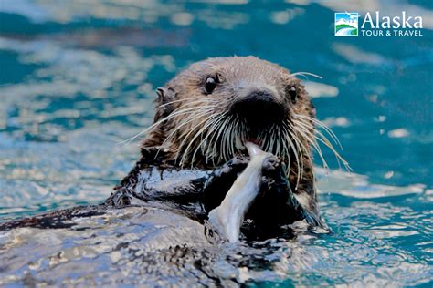 Alaska SeaLife Center Seward | AlaskaTravel.com