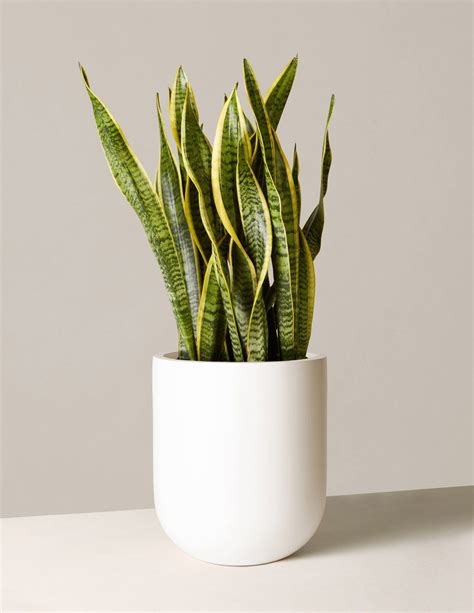 Large Snake Laurentii in 2021 | Plants, Low light plants, Snake plant