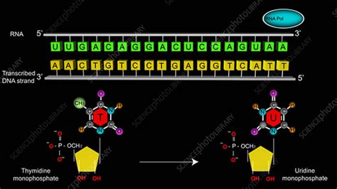 DNA transcription, animation - Stock Video Clip - K003/9172 - Science Photo Library