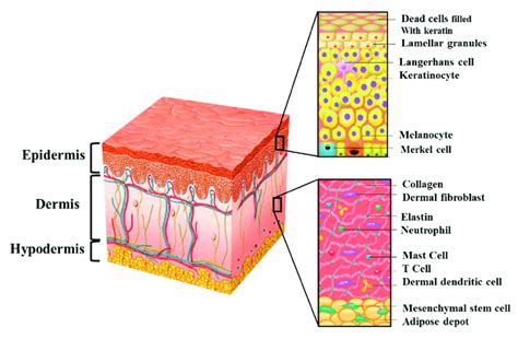 Subcutaneous Layer Hypodermis