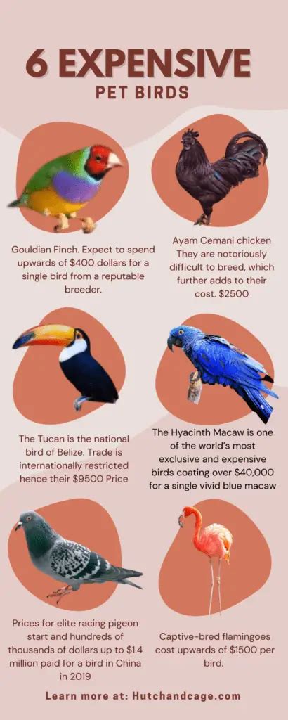 Top 7 Most Expensive Pet Birds ( Which do you want?) | Hutch and Cage