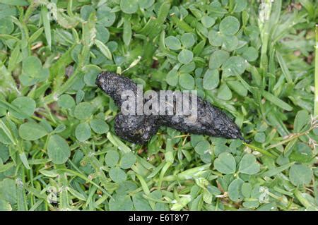 HEDGEHOG DROPPINGS Stock Photo, Royalty Free Image: 49283941 - Alamy