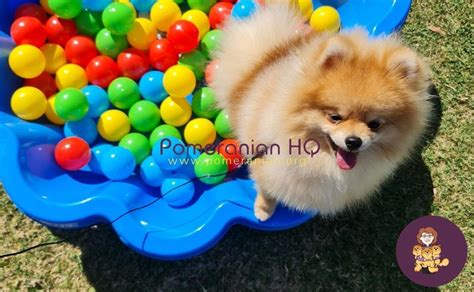 How Smart are Pomeranians? in 2021 | Pomeranian dog, Pomeranian training, Pomeranian