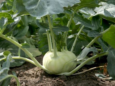 Learn How To Grow Kohlrabi In The Garden