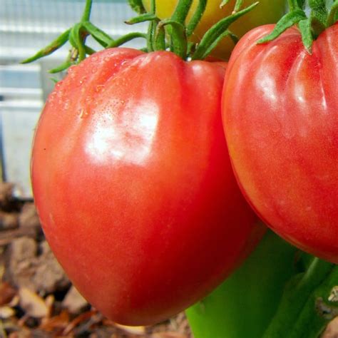 Seeds for Pink Oxheart Tomato | Solanum lycopersicum | Amkha Seed