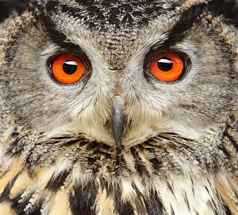 Eagle Owl Close Up by Andyworks