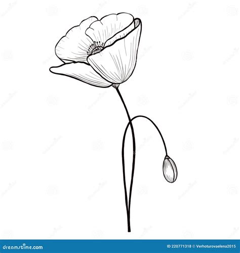 Poppy Flower Line Art. Minimalist Contour Drawing Stock Illustration ...