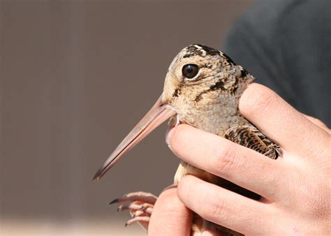 lady face | american woodcock (at the birding station, about… | Flickr