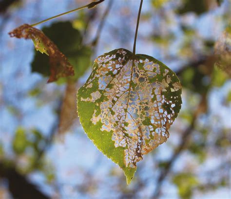 Japanese beetle leaf damage - Entomology Today