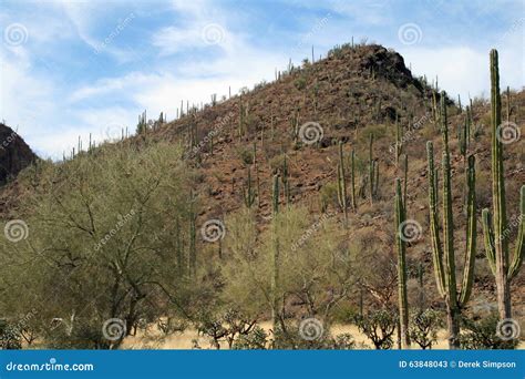 Mexican desert landscape stock image. Image of calafornia - 63848043