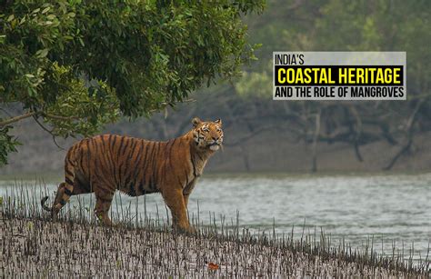 India's Coastal Heritage and the Role of Mangroves - RTF | Rethinking ...