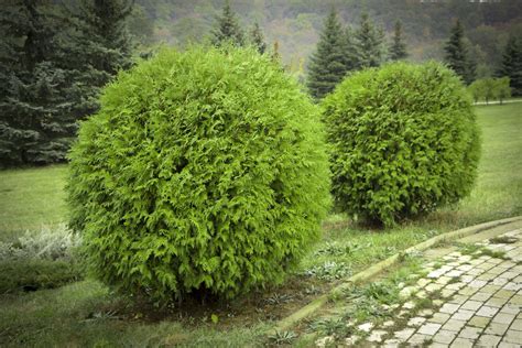 Evergreen Shrubs For Landscaping