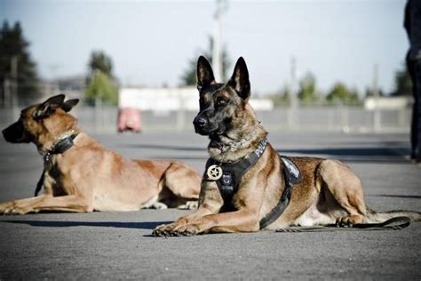 Importance of K-9 Units in Security - Corinthians Group of Companies