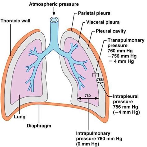 transpulmonary pressure and intrapleural pressure - Google Search | Physiology | Respiratory ...