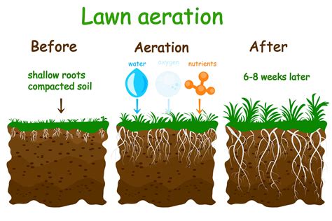 Aeration will improve lawn health • In Harmony Sustainable Landscapes