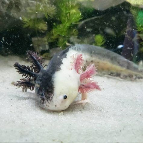 Die 60+ besten Bilder zu Axolotl in 2020 | axolotl, tiere, süße tiere