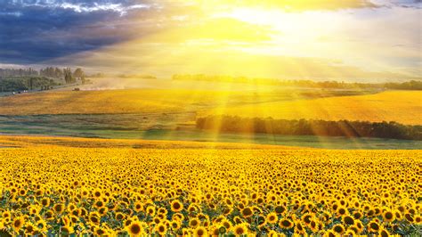 Yellow Sunflowers Field With Background Of Yellow Sunbeam 4K HD Flowers ...