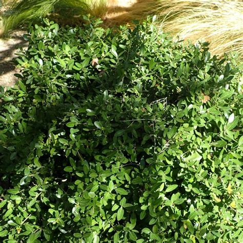 Dwarf Yaupon Holly | Star Nursery Garden and Rock Centers