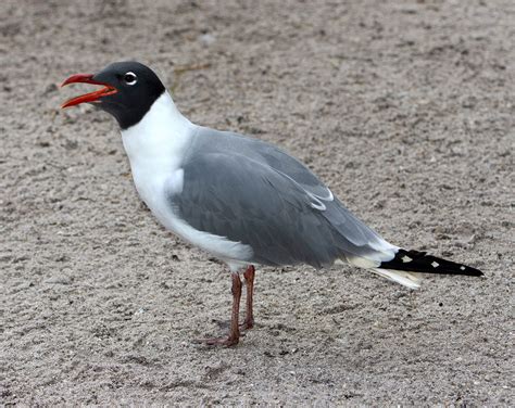 Laughing gull | bird | Britannica