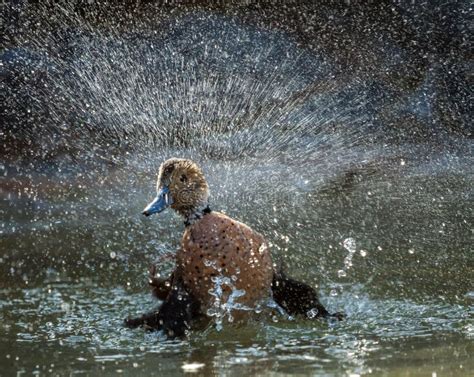 Duck Splashing Water in Nature Park Stock Photo - Image of petting ...