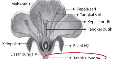 3+ Fungsi Tangkai pada Bunga - Ilmusiana