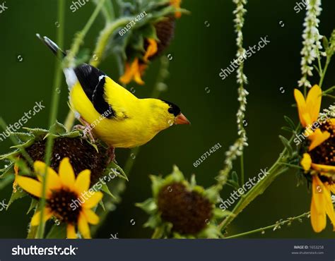 596 Montana state bird Images, Stock Photos & Vectors | Shutterstock