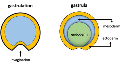 Gastrulation is the (a) formation of three germ layers by th | Quizlet