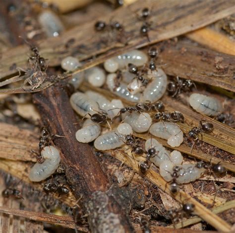 black ant + larvae | Flickr - Photo Sharing!