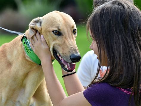 Greyhound adoption in Victoria