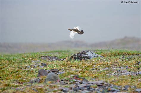 Rock Ptarmigan – Joe Fuhrman Photography