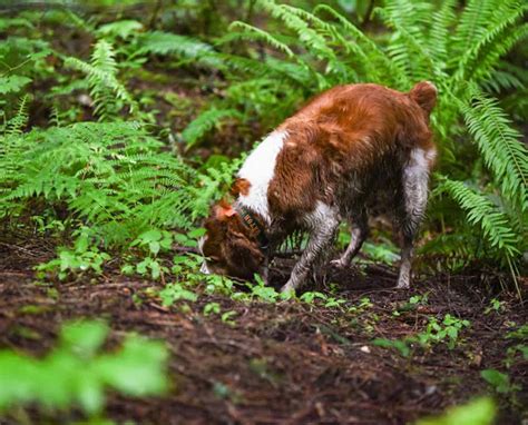 How to Train a Dog to Find Truffles