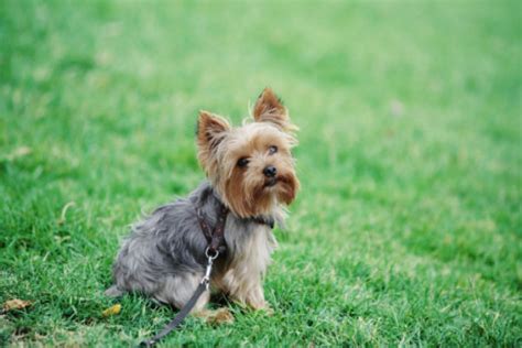 12 Cute, Small Dog Breeds We Can't Get Enough Of – American Kennel Club