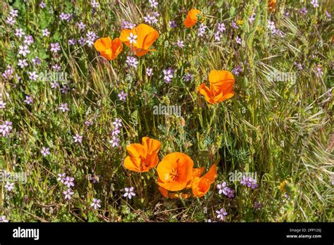 Weather conditions produced poppy and wildflower super blooms in Southern California's Antelope ...